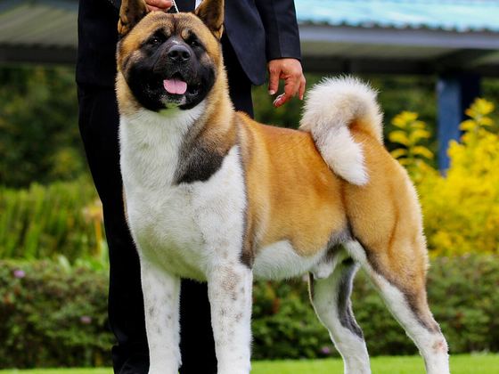 Akita