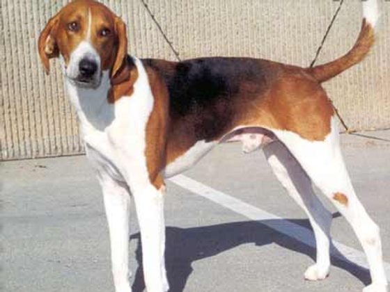 American Foxhound