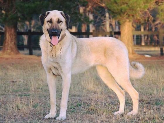 Anatolian Shepherd