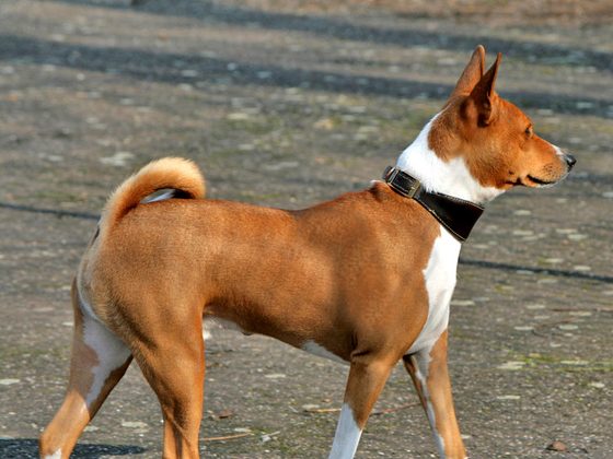 Basenji