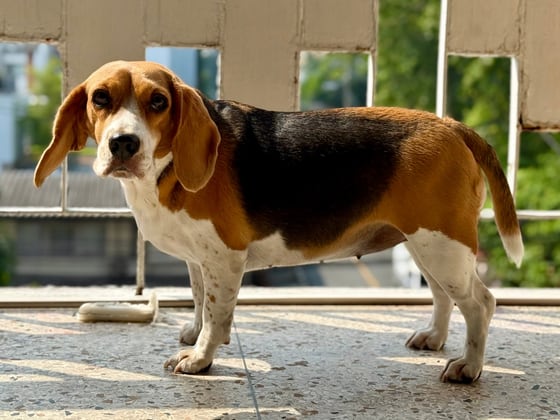 Beagle