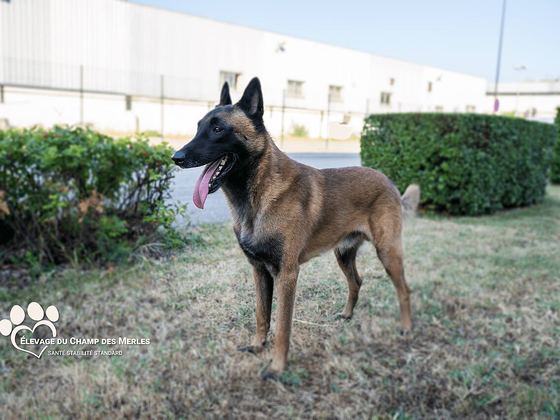 Belgian Malinois