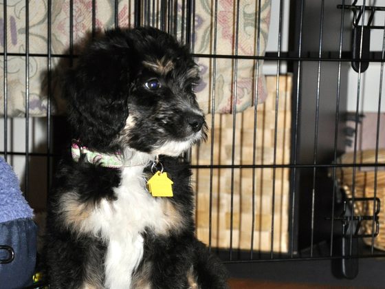 Bernedoodle