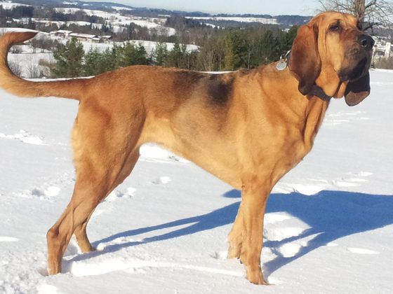 Bloodhound