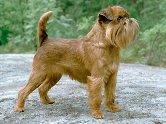 Brussels Griffon