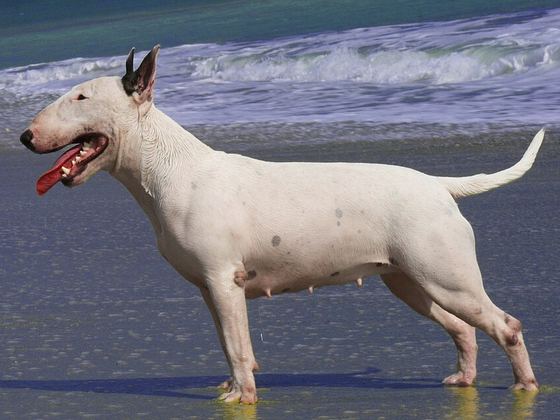 Bull Terrier