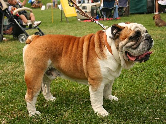 Bulldog (English)