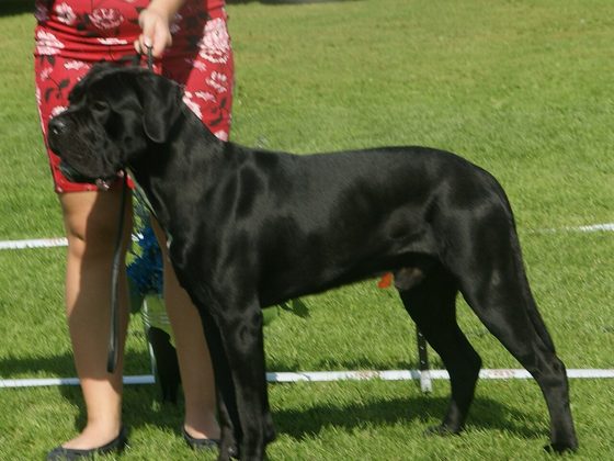 Cane Corso