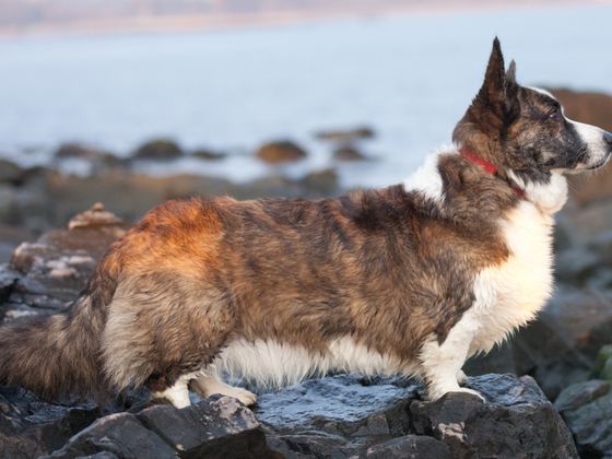 Cardigan Welsh Corgi