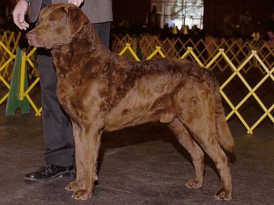 Chesapeake Bay Retriever