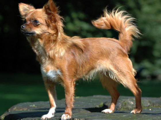 Chihuahua
