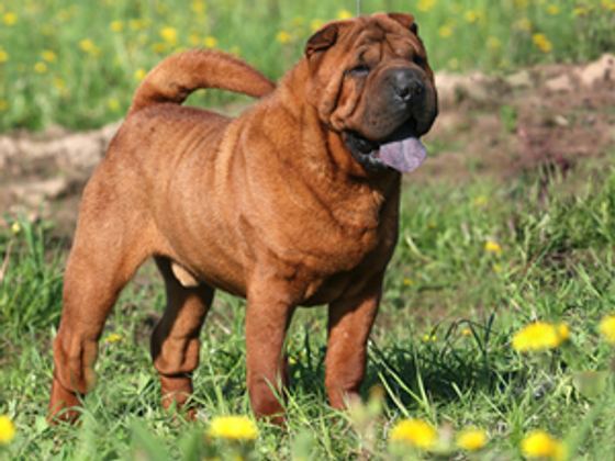 Chinese Shar-Pei