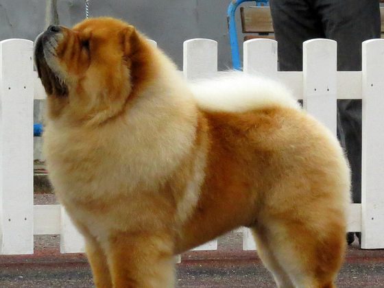 Chow Chow