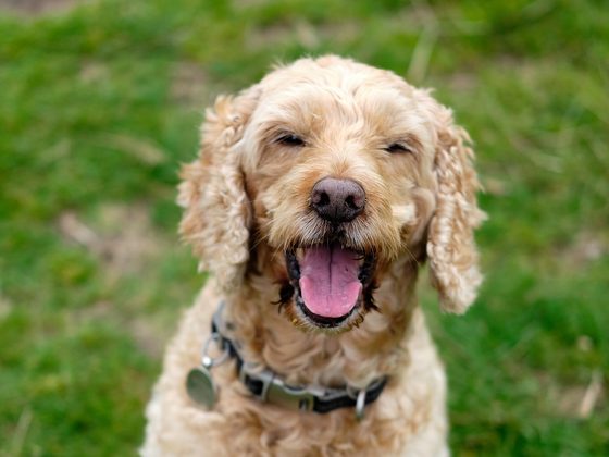 Cockapoo