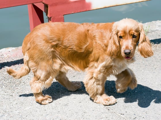 Cocker Spaniel