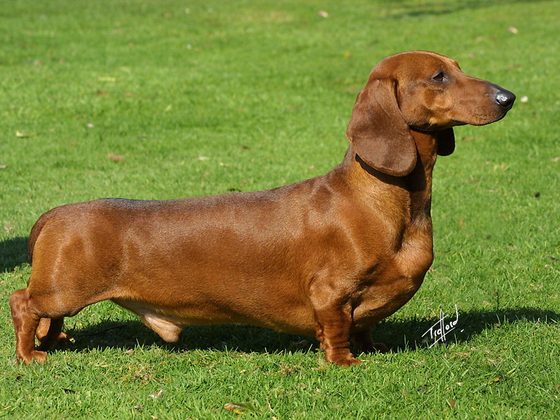Dachshund