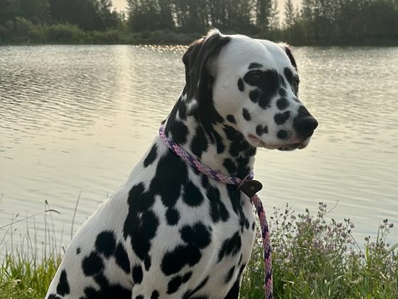 Dalmatian