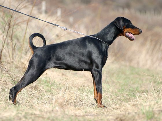 Doberman Pinscher