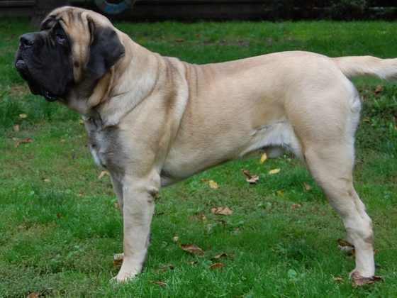 English Mastiff