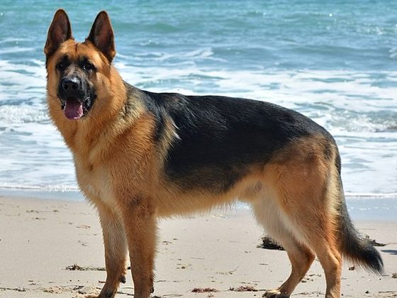 German Shepherd