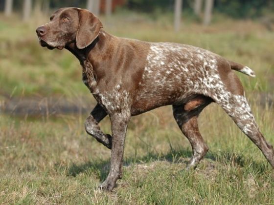 German Shorthaired Pointer