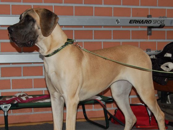 Great Dane