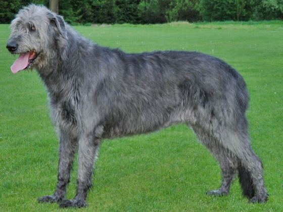 Irish Wolfhound