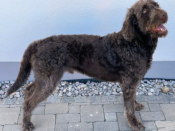 Labradoodle
