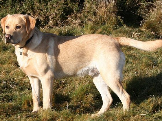 Labrador Retriever