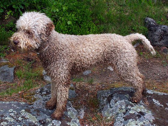 Lagotto Romagnolo
