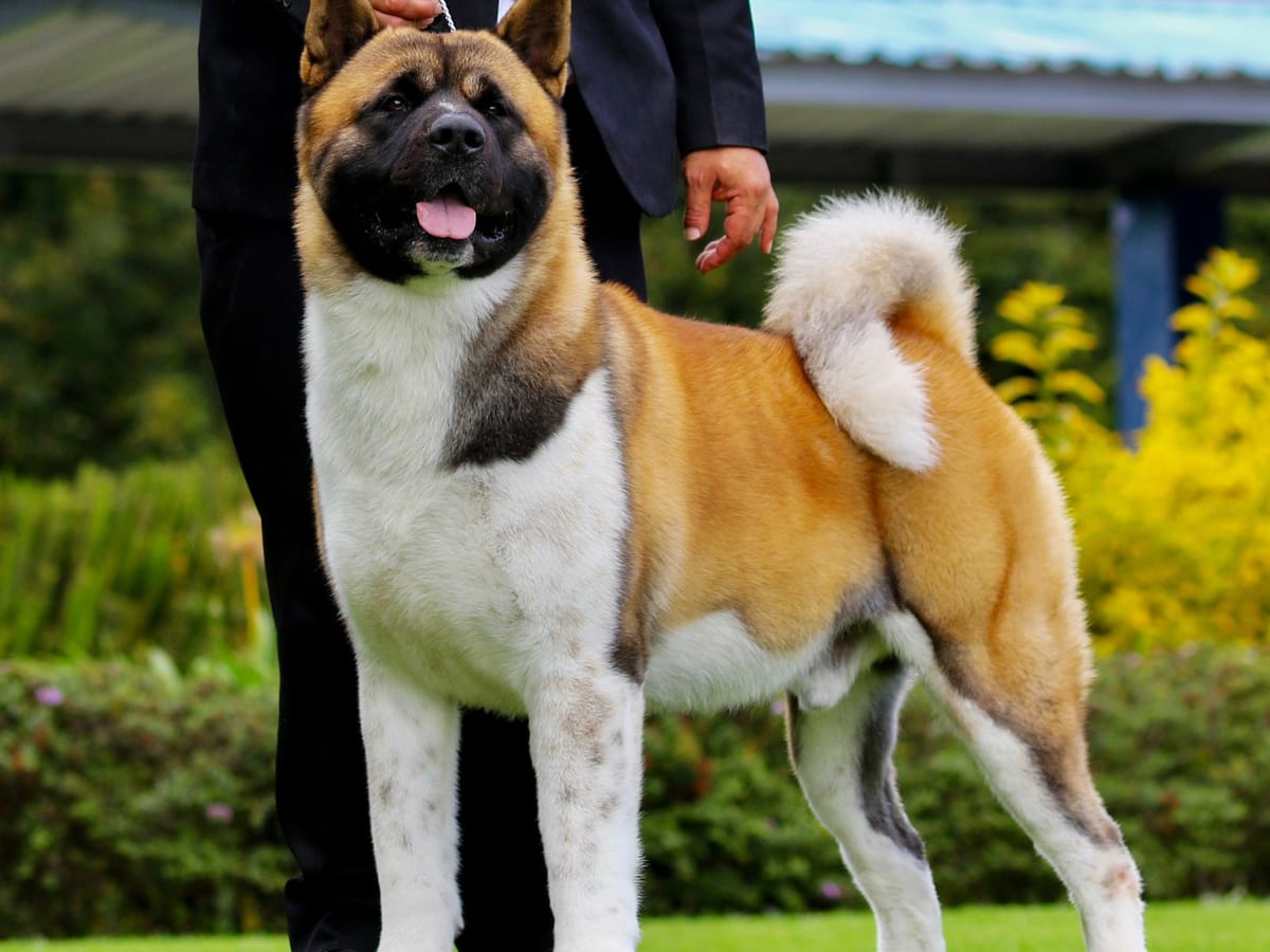 Akita