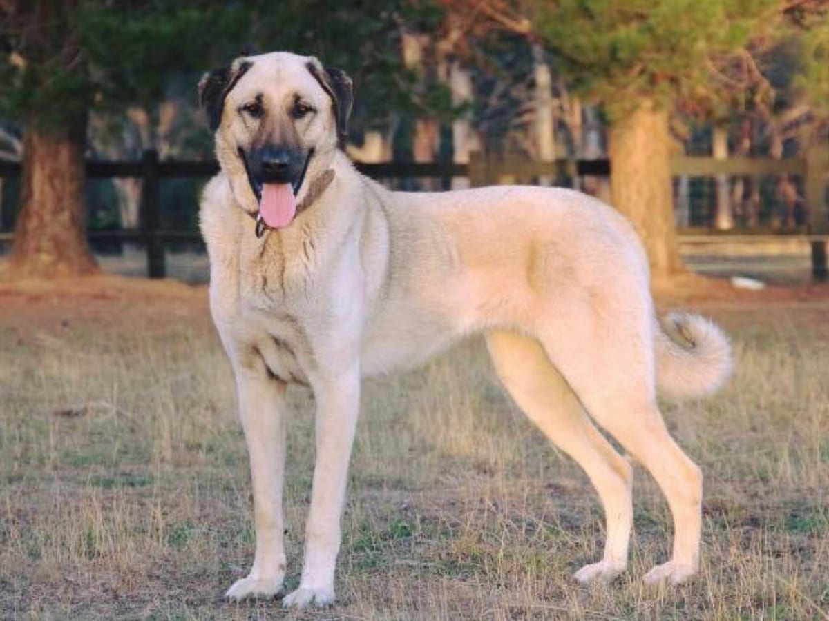 Anatolian Shepherd