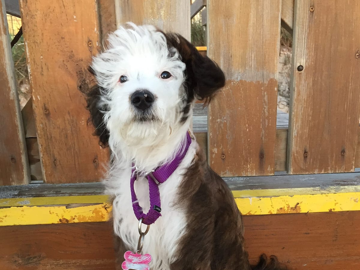 Aussiedoodle