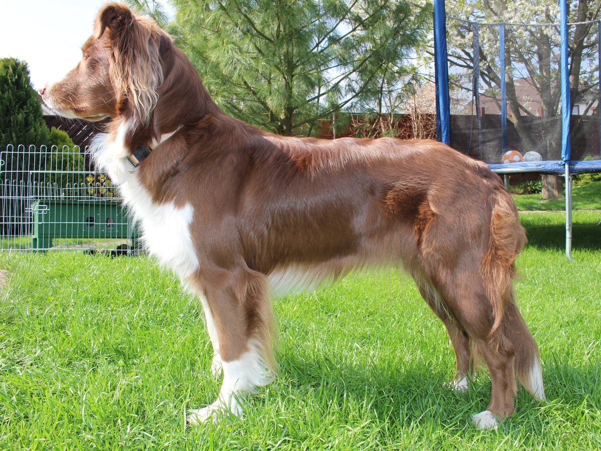 Australian Shepherd