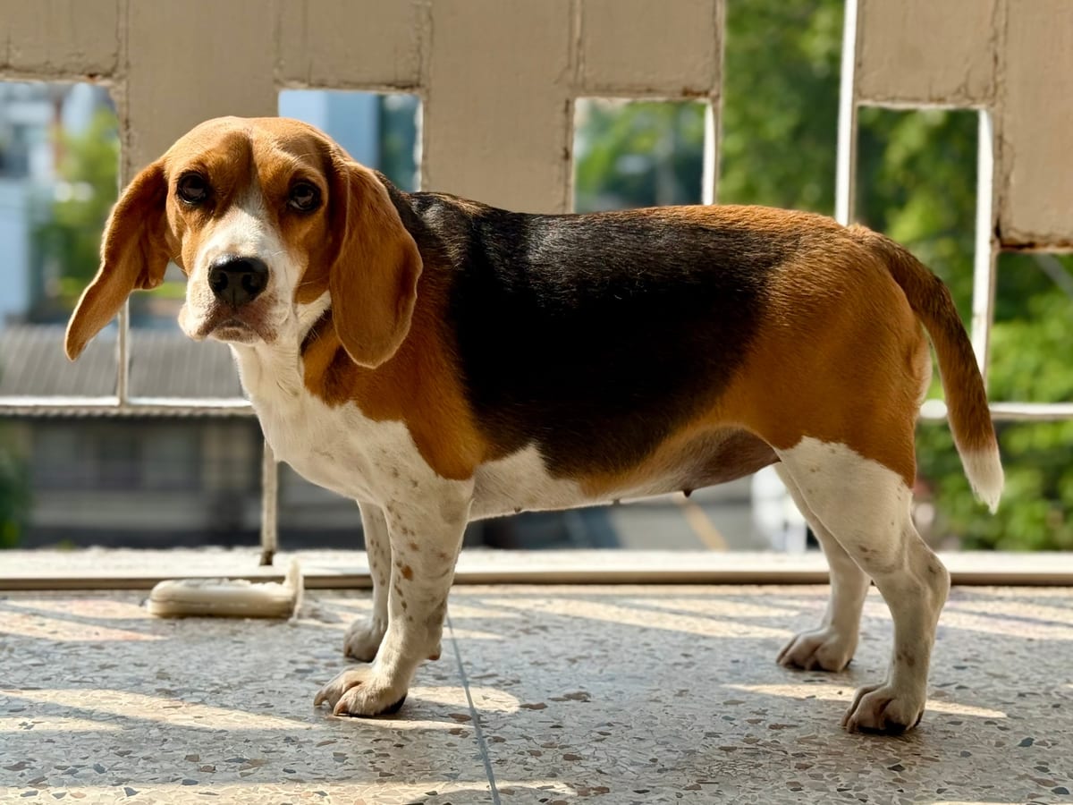 Beagle