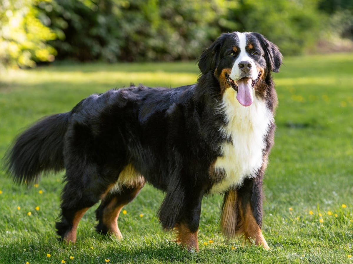 Bernese Mountain Dog