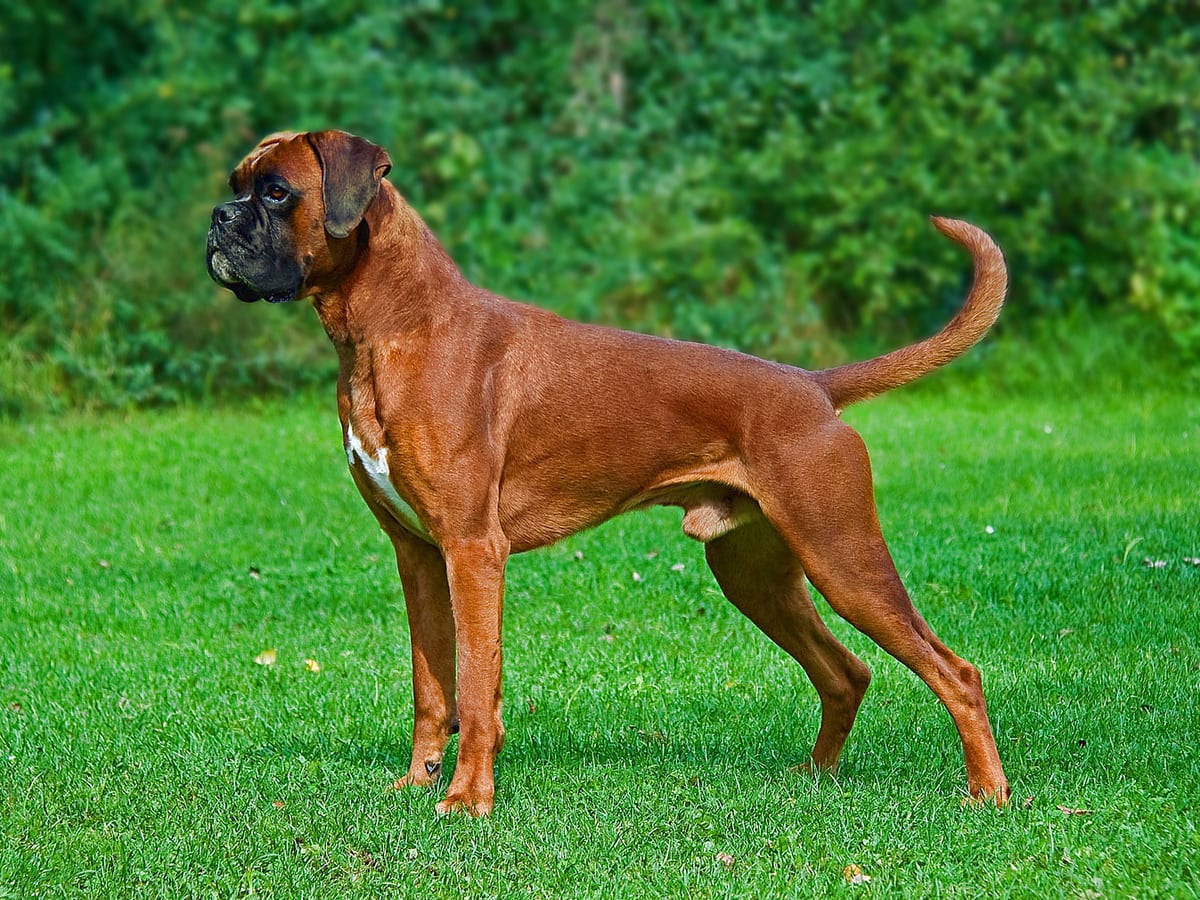 Boxer