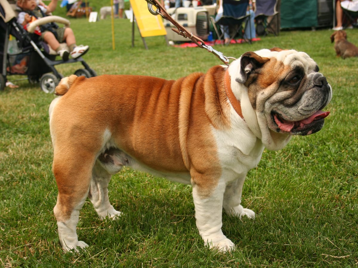 Bulldog (English)