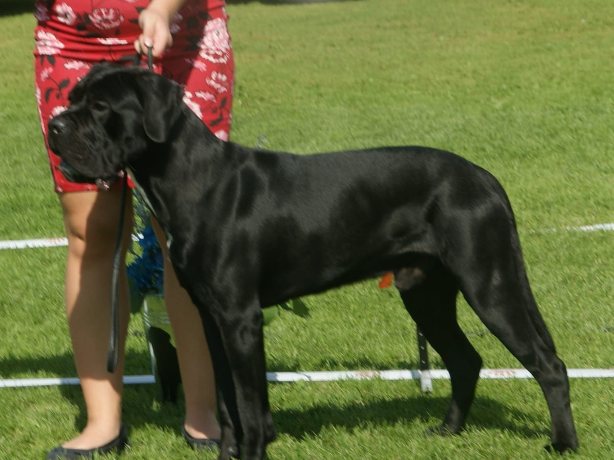 Cane Corso