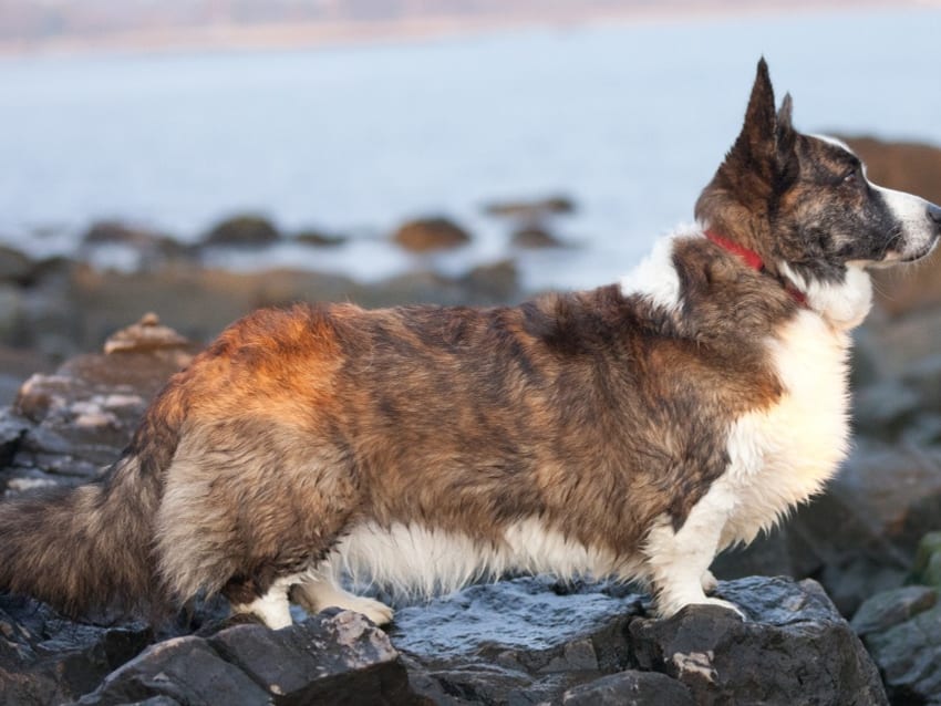Cardigan Welsh Corgi