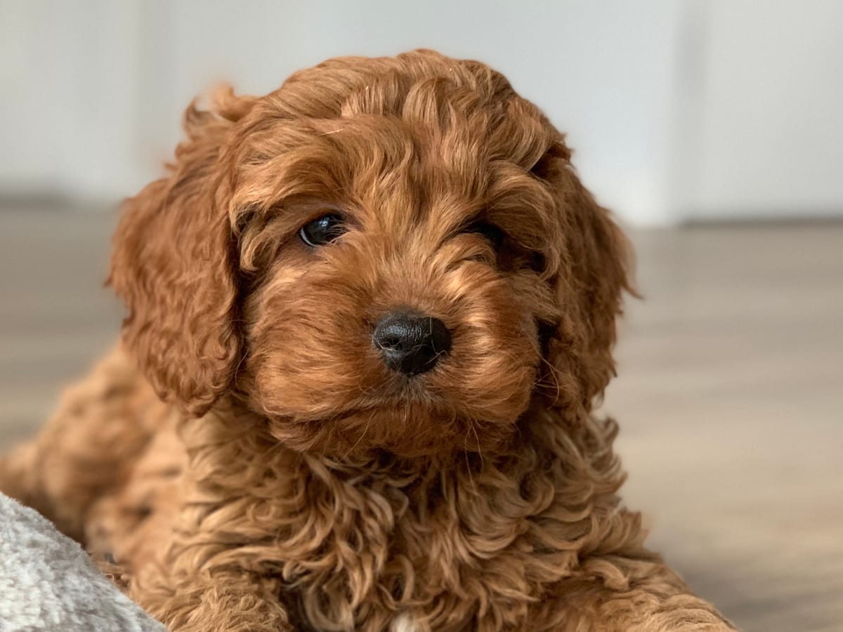Cavapoo