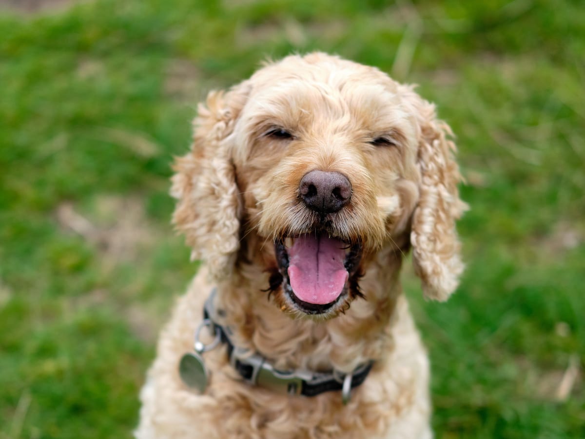 Cockapoo