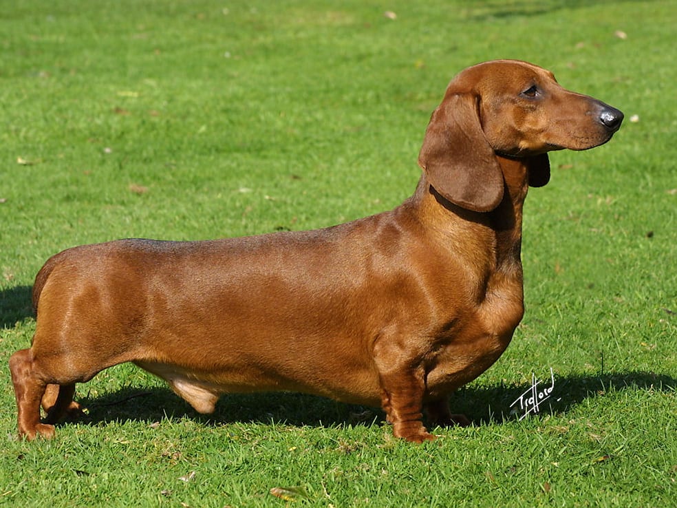Dachshund
