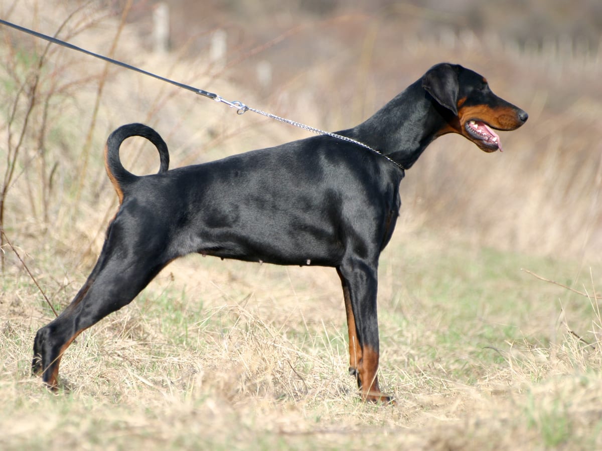 Doberman Pinscher