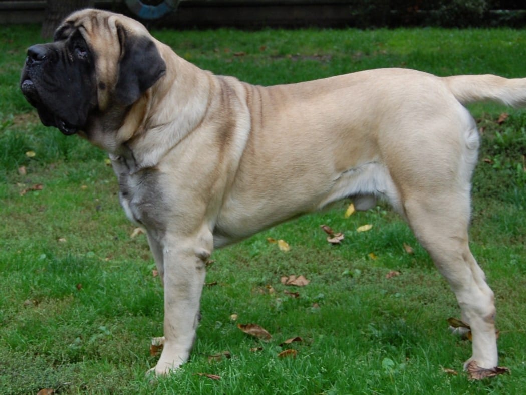 English Mastiff