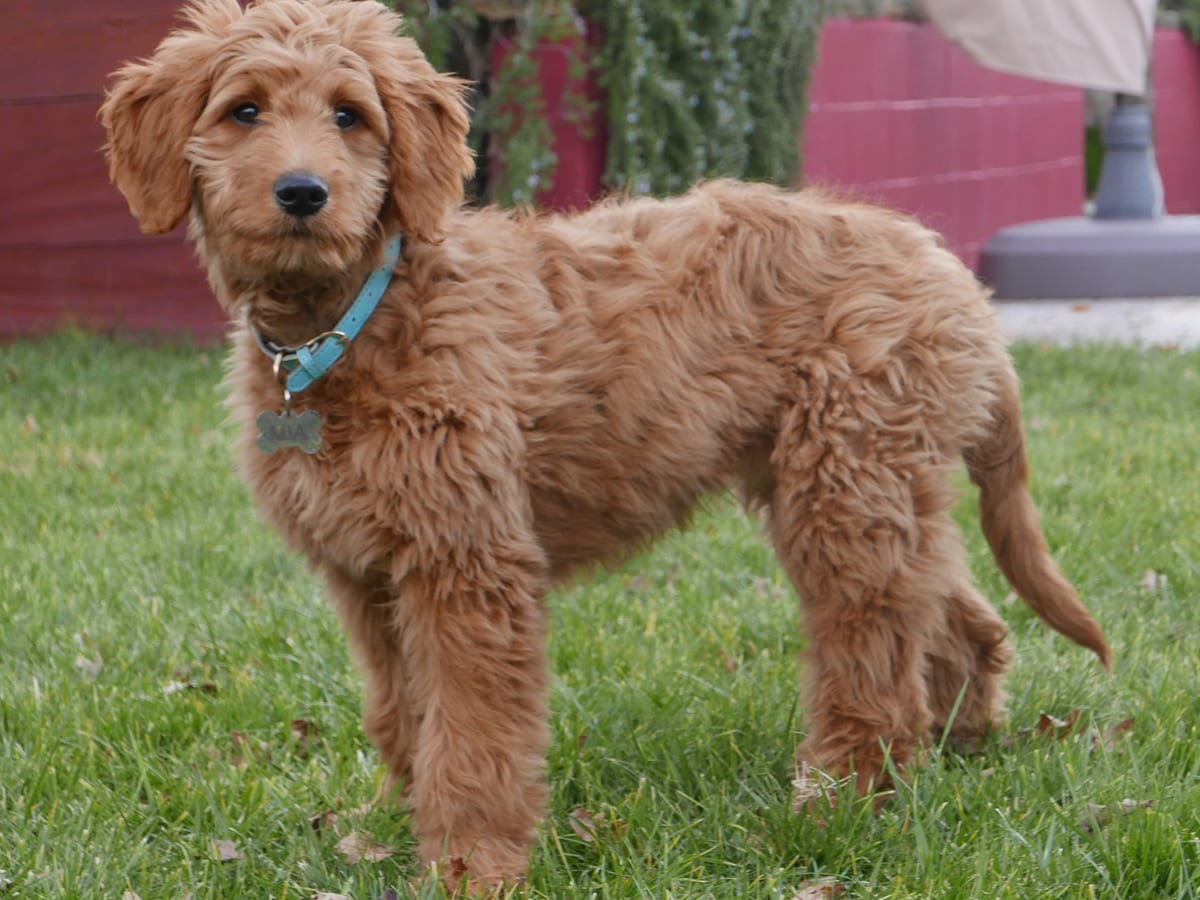 Goldendoodle
