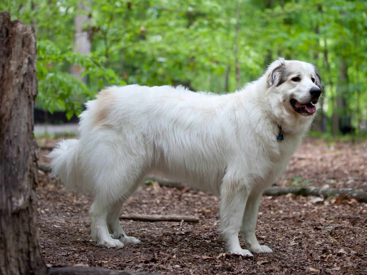 Great Pyrenees