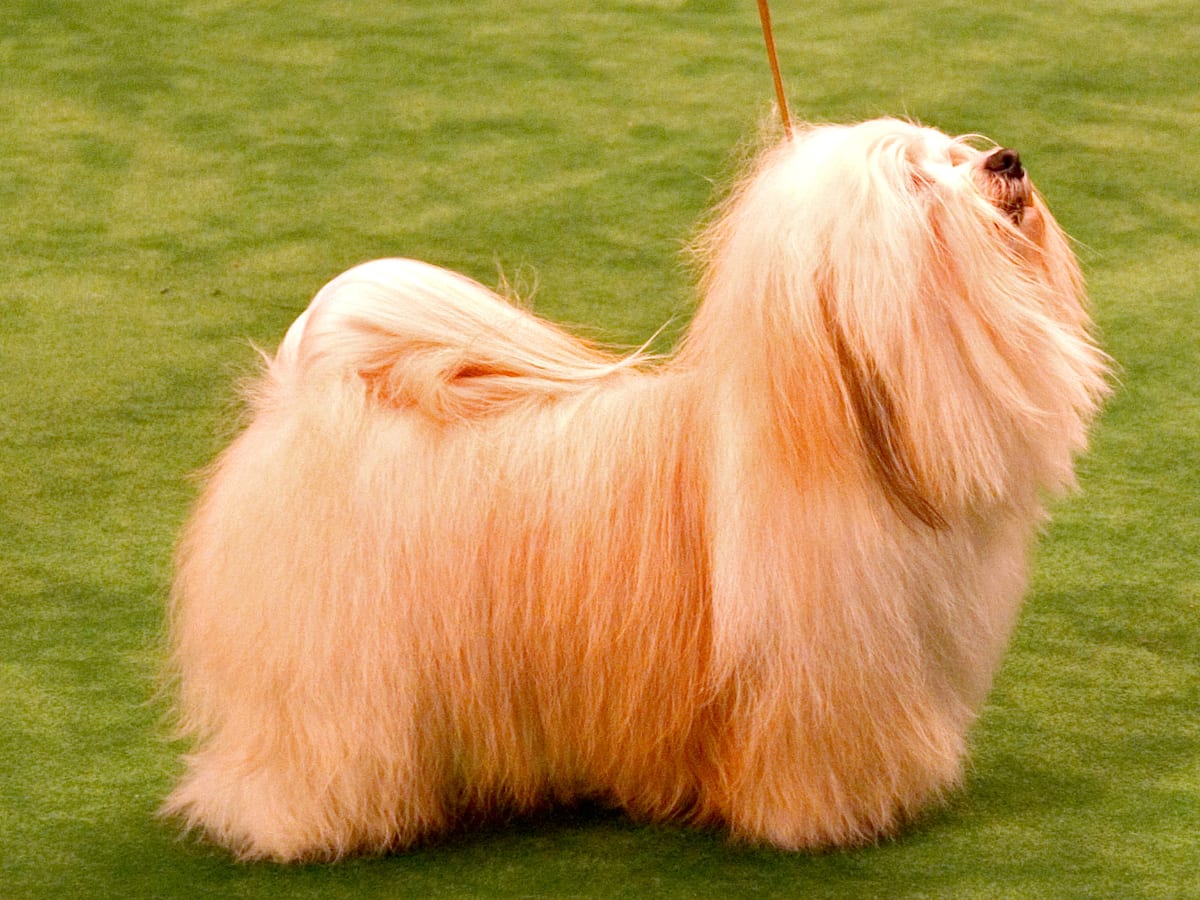 Havanese