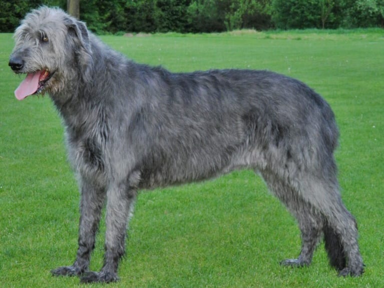 Irish Wolfhound