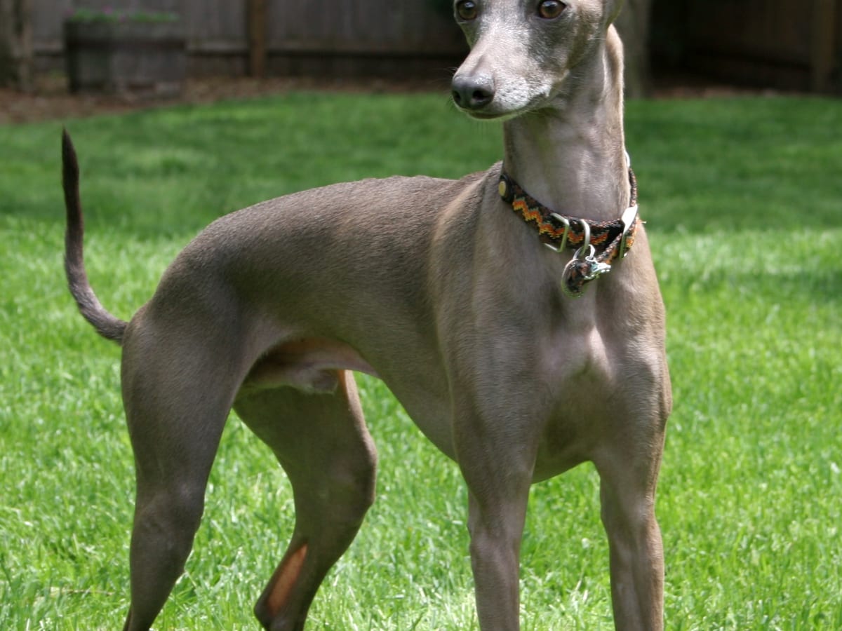 Italian Greyhound